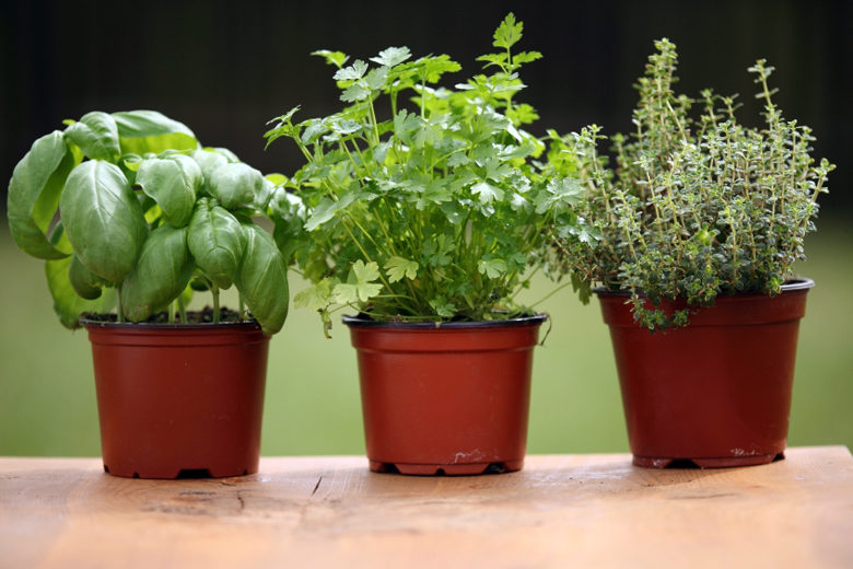 Image of Basil and cilantro plants