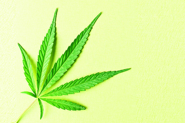 cannabis leaf on yellow background