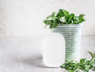 OXO Greensaver Herb Keeper with herbs inside of it