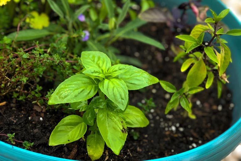 Inside My Herb Garden: Basil | Food & Nutrition | Stone Soup