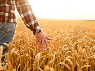 Farmer touching his crop with hand in a golden wheat field. Harvesting