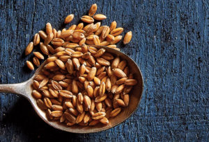 17 Glorious Grains You Need to Know