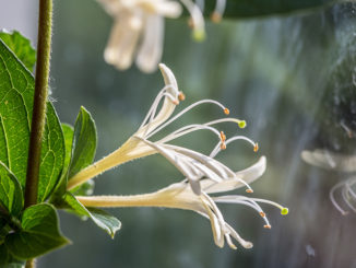 honeysuckle flower