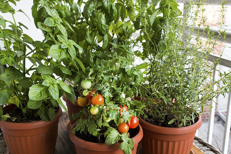 potted-herbs-tomatoes-992230612